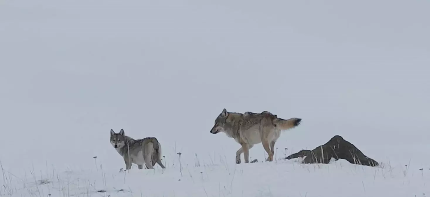 Ardahan'da Yarım Metre Kar Sonrası Kurtlar Köye İndi: Dron Kamerası O Anları Yakadı