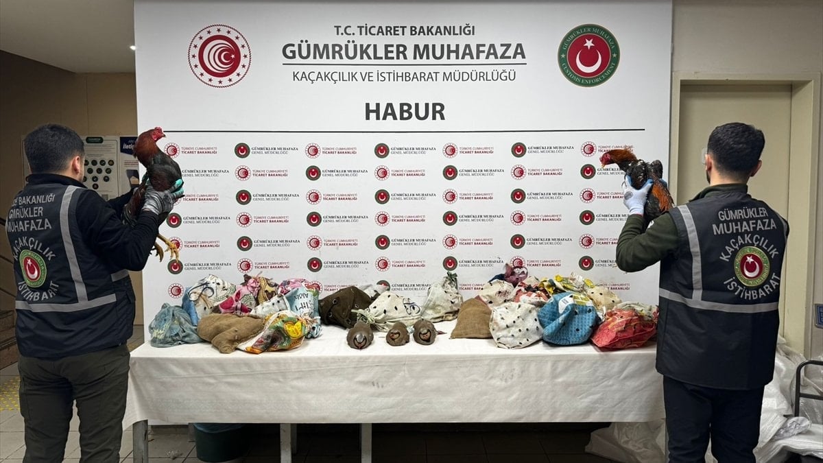 Habur Sınır Kapısı’nda Dikkat Çeken Operasyon: 38 Keklik ve 2 Horoz Ele Geçirildi