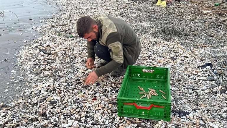 Fırtına sonrası sahile vuran kargı midyeleri