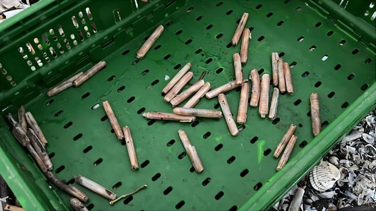 Sahili kaplayan jilet midyesi (kargı midyesi)